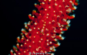 Whip Coral Goby by Jagwang Koo 